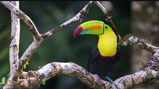 KeelBilled Toucan [upl. by Obelia725]