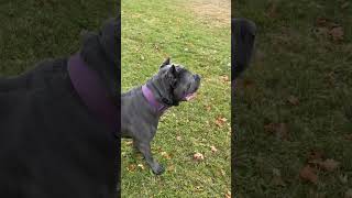 recall dogtraining canecorso [upl. by Dagna]