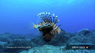 Colourchanging cuttlefish amp a dead octopus [upl. by Spaulding]