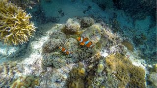 Palawan Philippines Snorkeling HD [upl. by Mahmoud728]