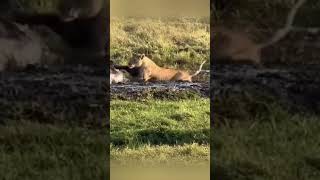 Lioness Outsmarts Trapped Wildebeest in Shocking Hunt [upl. by Adnoryt]