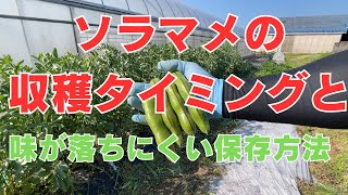 ソラマメの収穫タイミングと沢山採る方法と保存 [upl. by Homer]