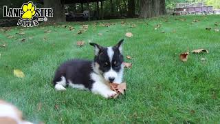 Adventurous Welsh Corgi Puppies [upl. by Ojoj697]