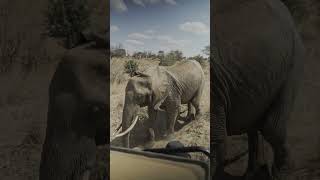 Elephant Crossing the Road In Tanzania [upl. by Kerns]