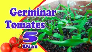 3 Passos Simples de Como Plantar Tomate germinando Muito RÁPIDO [upl. by York]