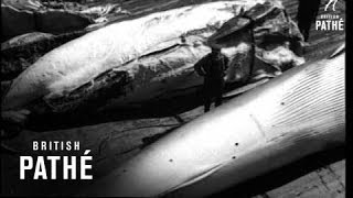 Whaling 19401949 [upl. by Adranoel]