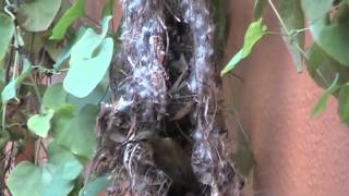 Olive  backed sunbird building nest  by Teo Lee Wei amp K [upl. by Caralie]