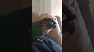 Nova the Turquoise Green Cheek Conure talking [upl. by Accebar]