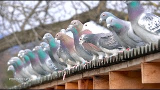 Racing Pigeons Winter Survivors by the Mountains [upl. by Debera]