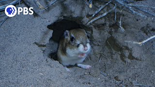 Meet the Kangaroo Rat [upl. by Marcellus]