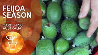 Feijoas – how to plant and harvest abundant fruit  Growing Fruit and Vegies  Gardening Australia [upl. by Ojeibbob183]