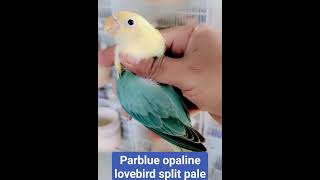 Parblue opaline love birds  African lovebird variety Lutino lovebird  lovebirds breeding progress [upl. by Redan]