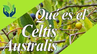 Celtis Australis London tipos características cuidados [upl. by Ardolino]