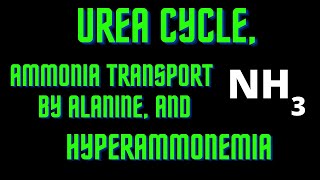 USMLE Step 1  Lesson 63  Urea Cycle Ammonia Transport by Alanine and Hyperammonemia [upl. by Aromat]