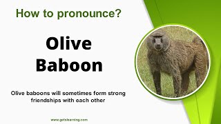 How to pronounce Olive Baboon in English correctly [upl. by Martelli]