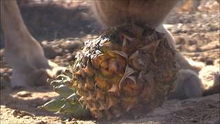 Camel vs Pineapple جمل [upl. by Nitsur]