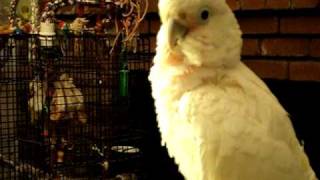 Gimli the Goffins Cockatoo Screaming turn down your volume [upl. by Pik]