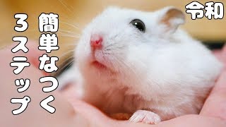 ハムスターの飼い方】簡単になつく、人懐っこい子の育て方、手乗り集付き【令和最新版】 [upl. by Menedez390]