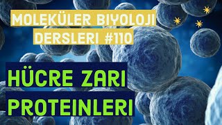 Hücre membranı proteinleri  Moleküler Biyoloji dersleri [upl. by Otreblon]