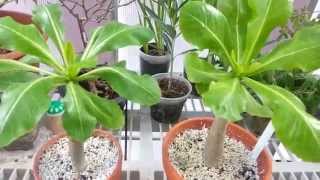 Brighamia Insignis Plants [upl. by Scotney]