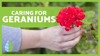 CARING FOR GERANIUMS 🌸🍃 Pruning irrigation light and more [upl. by Ajim]