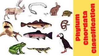 بيولوجى 🐋 Phylum Chordata classification 🐸 الفرقة الأولى 🐧 كلية الطب البيطرى 🦅 Biology [upl. by Ahcsap512]