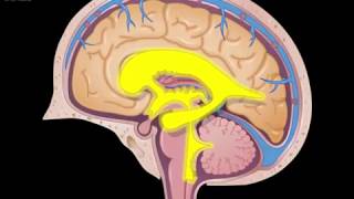 Циркуляция спинномозговой жидкости [upl. by Korns]