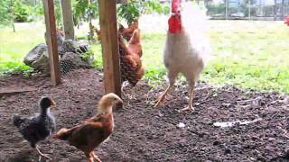 Baby chick meets Rooster [upl. by Lala]