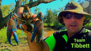 Aussie Outback Creek HUGE YABBIES  Crawfish Crawdad Catch Clean Cook BeefampReef [upl. by Neill863]