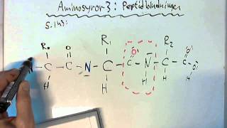 Aminosyror 3 Peptidbindningen [upl. by Pell]