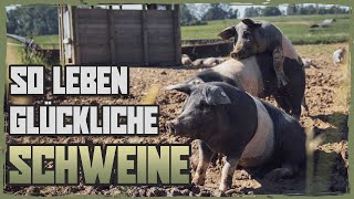 Schweinehaltung ohne Stress und Tiertransport  Dokumentation SizzleBrothers [upl. by Leifeste713]