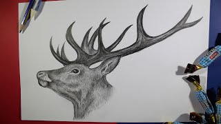 How to Draw a Realistic Deer Head Pencil Drawing Step by Step [upl. by Ferdie]