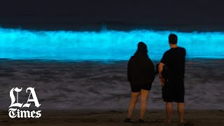 Why Californias beaches are glowing with bioluminescence [upl. by Angelia]