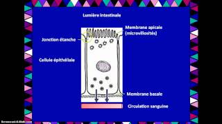 Labsorption et le transport membranaire des nutriments [upl. by Halak]