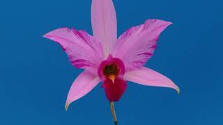 Laelia anceps fdisplinada orchid [upl. by Wendeline171]