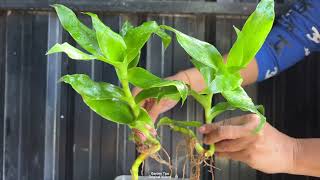 How to Grow Callisia Fragrans and Spider Plants in Water\Garden [upl. by Bozuwa116]