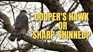 Coopers Hawk vs SharpShinned Hawk  Bird Identification [upl. by Leoni967]