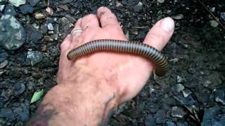 Giant Millipede biting hand East Texas [upl. by Beaulieu485]