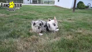 Playful Welsh Corgi Puppy [upl. by Mayberry356]