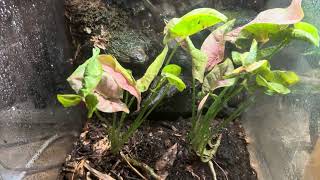 Mourning geckos basic care and hatchlings Lepidodactylus lugubris [upl. by Jesse]