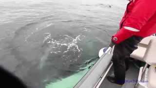 Humpback Whale makes noises [upl. by Gilbert]