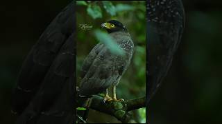 quotSerpent Eaglequot wildlife nature wildlifephotography birds eagle shortsfeed shorts birdslover [upl. by Hendrika717]