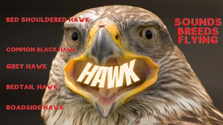 Hawk Sounds  Hawk  Red tailed hawk call  Hawk breeds [upl. by Suixela]