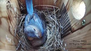 Bluebirds aggressively attack a Cowbird [upl. by Viquelia]