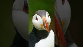 The Puffins of Machias Seal Island [upl. by Jeno284]