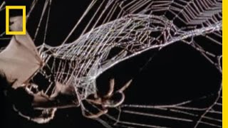 Spider Kills Bat  National Geographic [upl. by Norit]