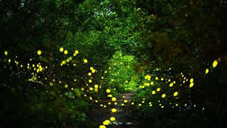 Homegrown  Discover the Secret Science of Fireflies [upl. by Colp]