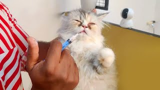 കിറ്റൻസിനെ എങ്ങനെ ഡിവാം ചെയ്യാം  Deworming Kittens  Persian Cat Malayalam [upl. by Gabrila444]