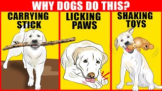 9 Weird Dog Behaviors Explained [upl. by Kahlil]