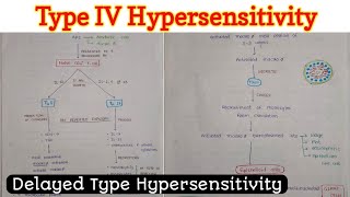 Type 4 Hypersensitivity [upl. by Cooley]